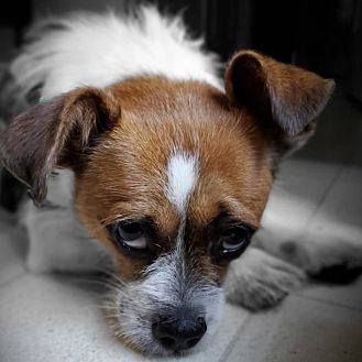 Oscar, an adoptable Terrier in Charlotte, NC, 28215 | Photo Image 4