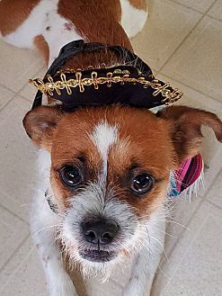 Oscar, an adoptable Terrier in Charlotte, NC, 28215 | Photo Image 5