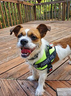 Oscar, an adoptable Terrier in Monroe, NC, 28110 | Photo Image 6