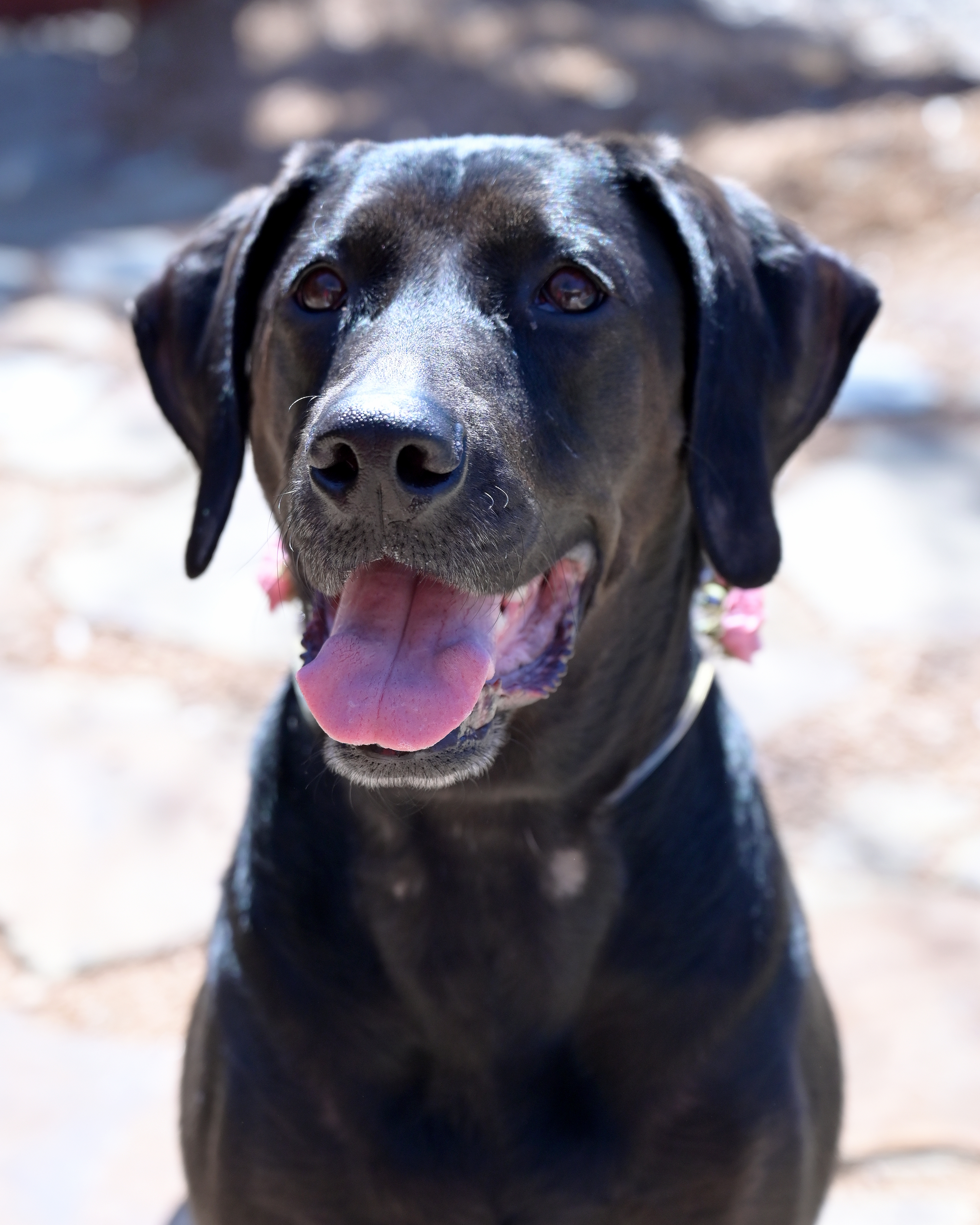 Lucy, an adoptable Labrador Retriever in Lago Vista, TX, 78645 | Photo Image 1