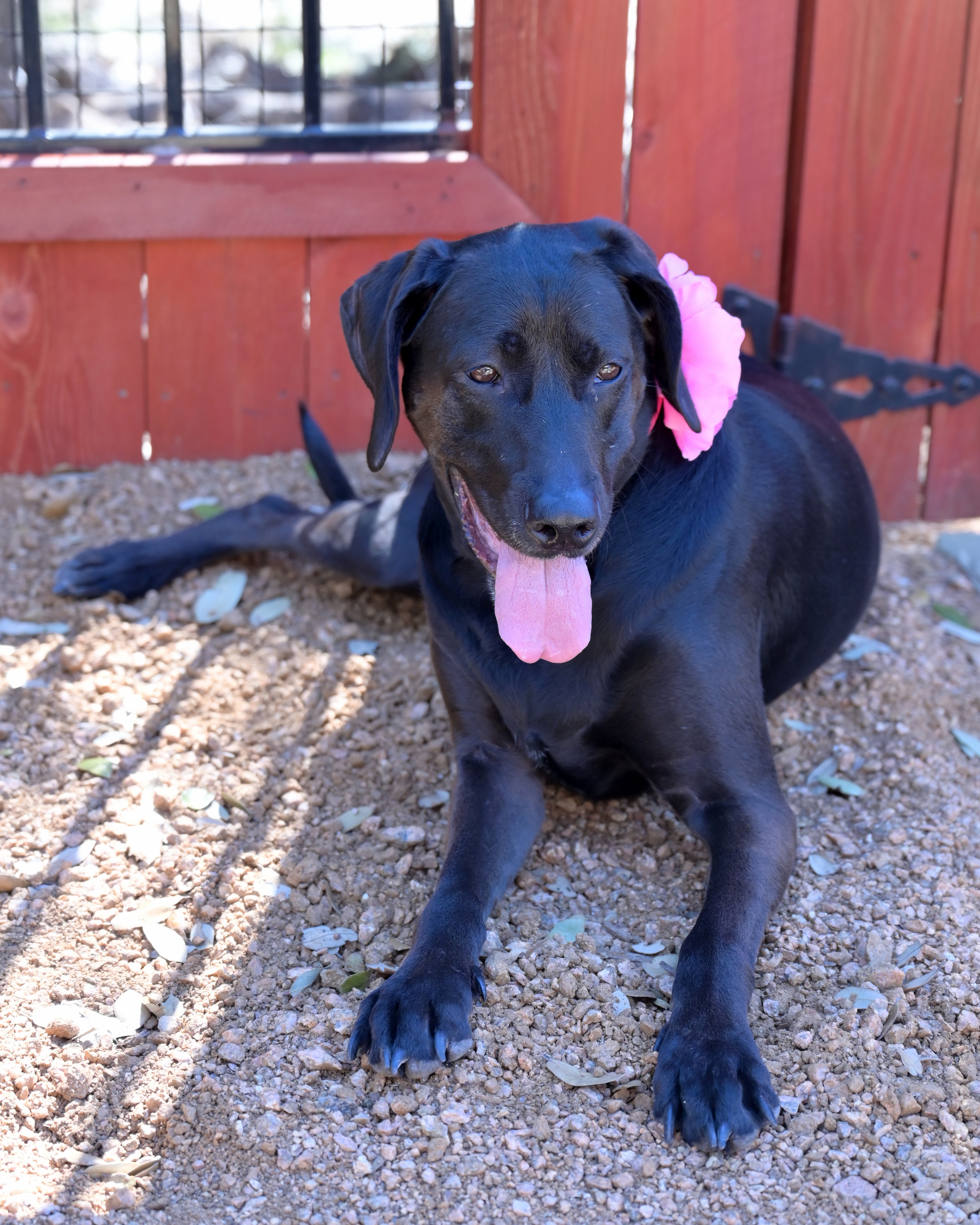 Lucy, an adoptable Labrador Retriever in Lago Vista, TX, 78645 | Photo Image 2