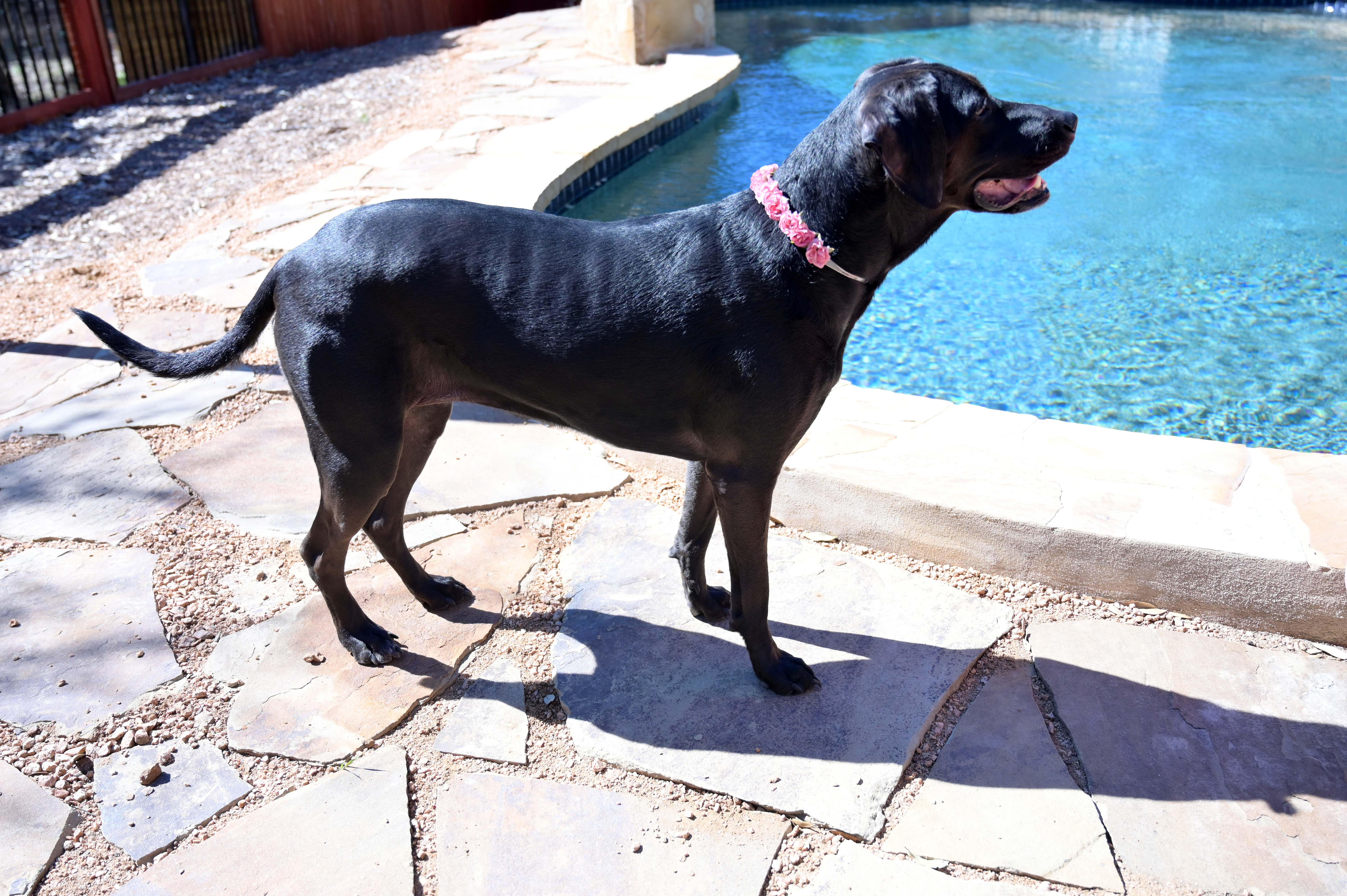Lucy, an adoptable Labrador Retriever in Lago Vista, TX, 78645 | Photo Image 4