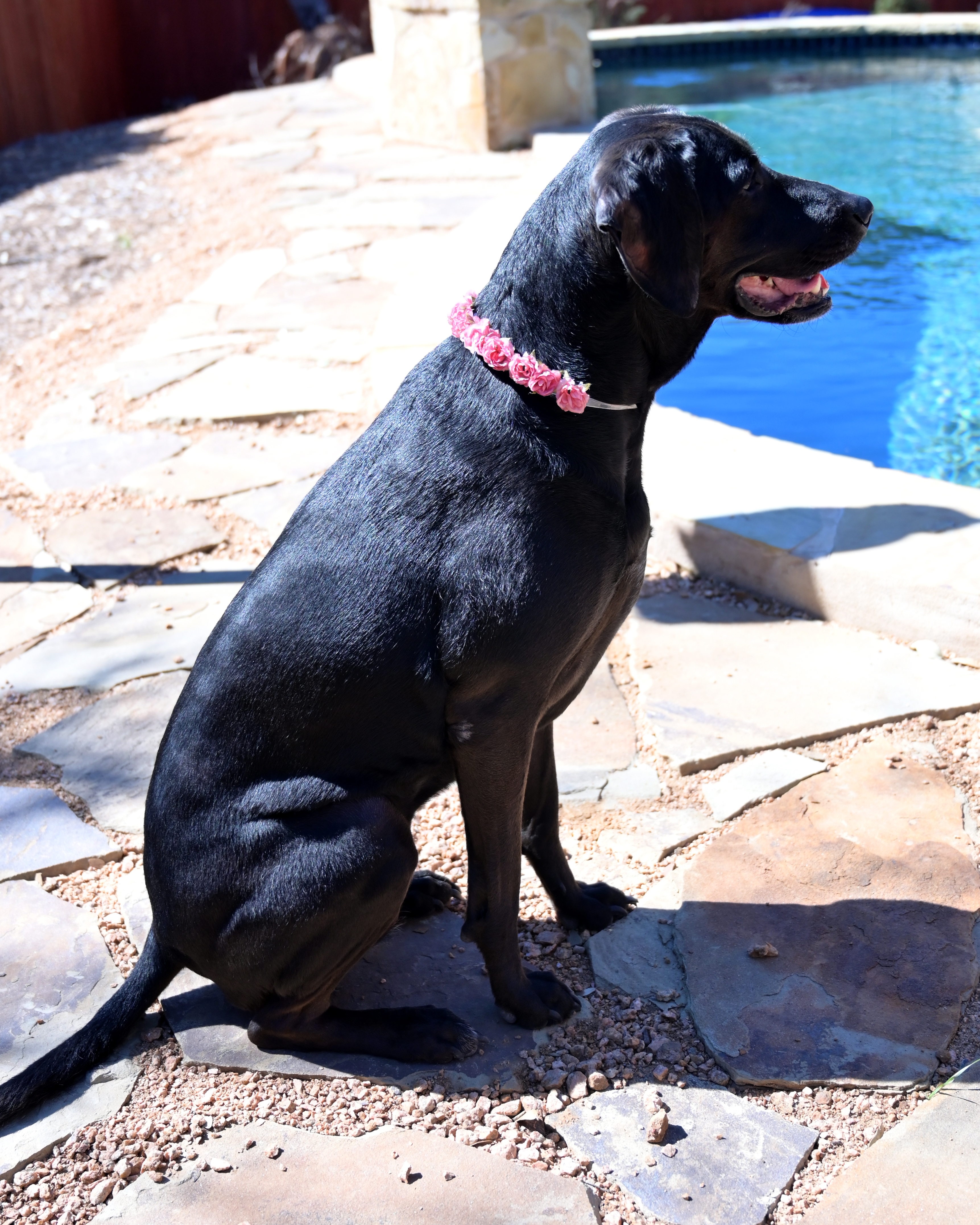 Lucy, an adoptable Labrador Retriever in Lago Vista, TX, 78645 | Photo Image 5