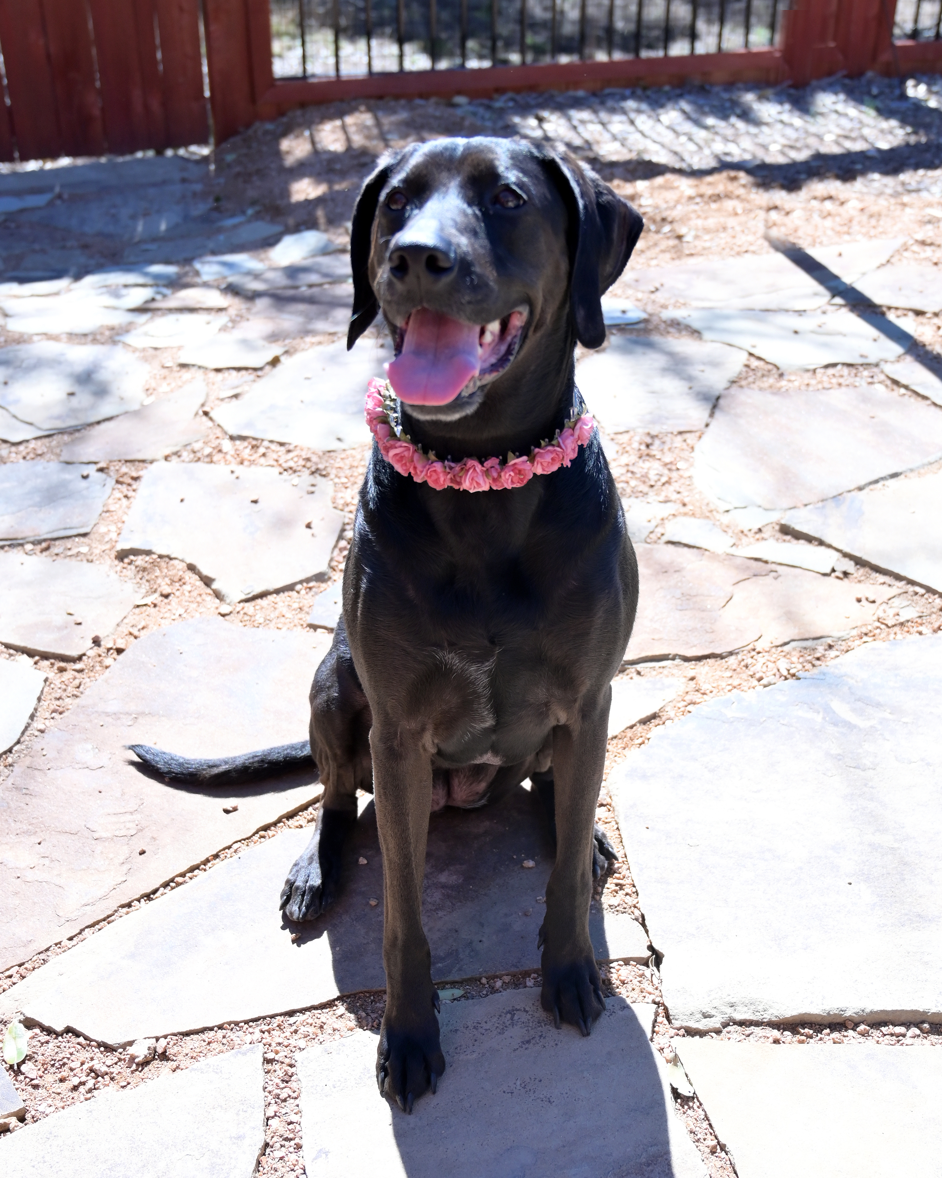 Lucy, an adoptable Labrador Retriever in Lago Vista, TX, 78645 | Photo Image 6
