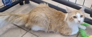 Marco, Adult Male Domestic Long Hair