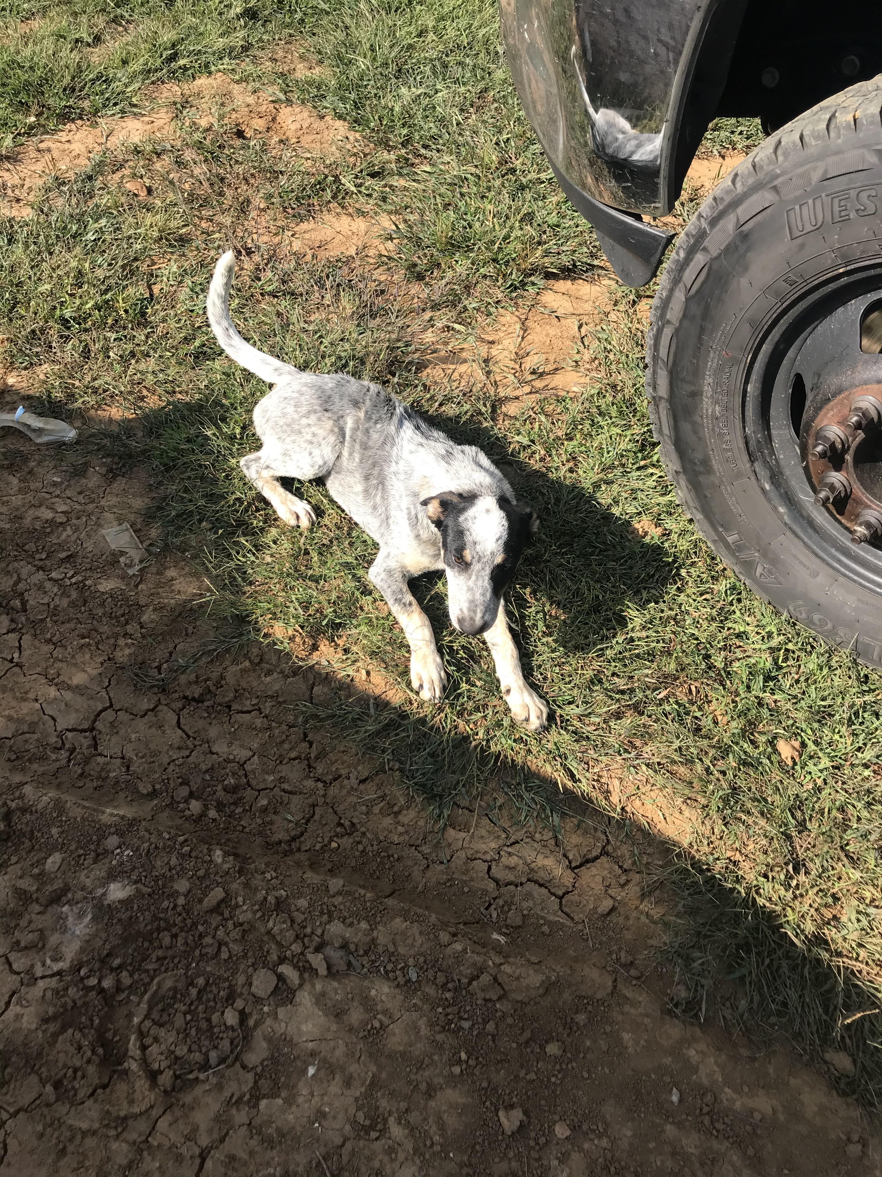 Riley, an adoptable Australian Cattle Dog / Blue Heeler in Kellyville, OK, 74039 | Photo Image 1