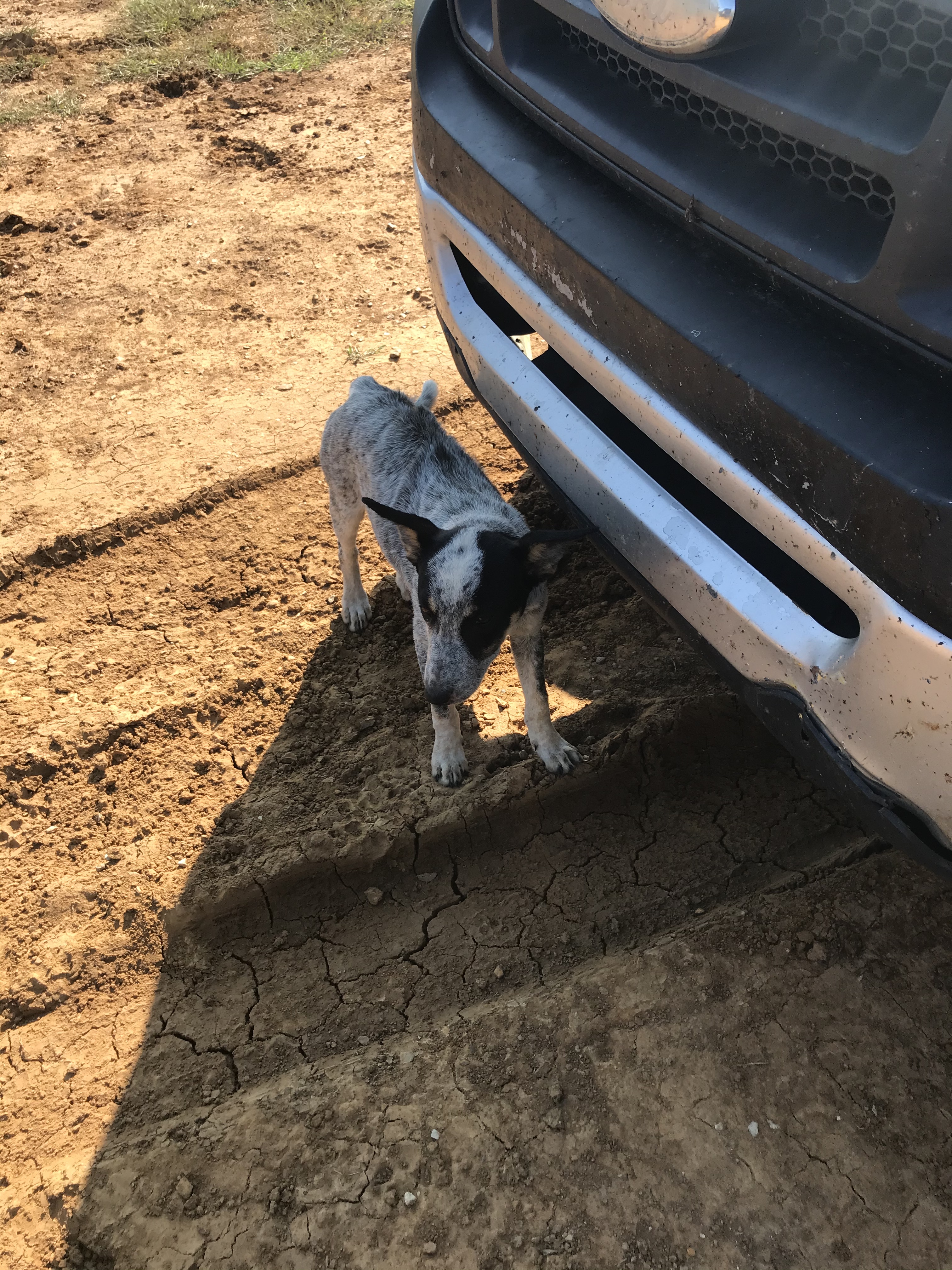 Riley, an adoptable Australian Cattle Dog / Blue Heeler in Kellyville, OK, 74039 | Photo Image 2