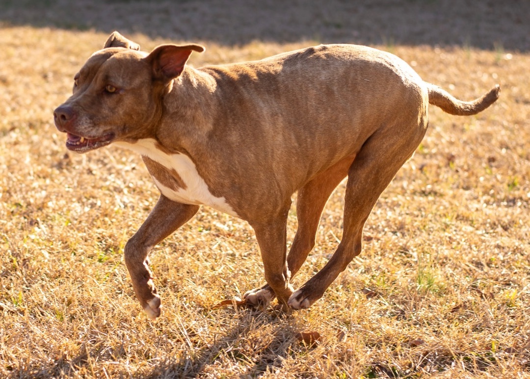 MELISSA, an adoptable Pit Bull Terrier in Lancaster, SC, 29720 | Photo Image 2
