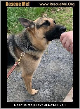 Dog For Adoption Raven A German Shepherd Dog In White Plains Md Petfinder