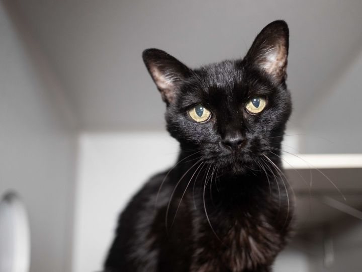 Vienna, an adoptable Domestic Short Hair in Los Angeles, CA_image-1