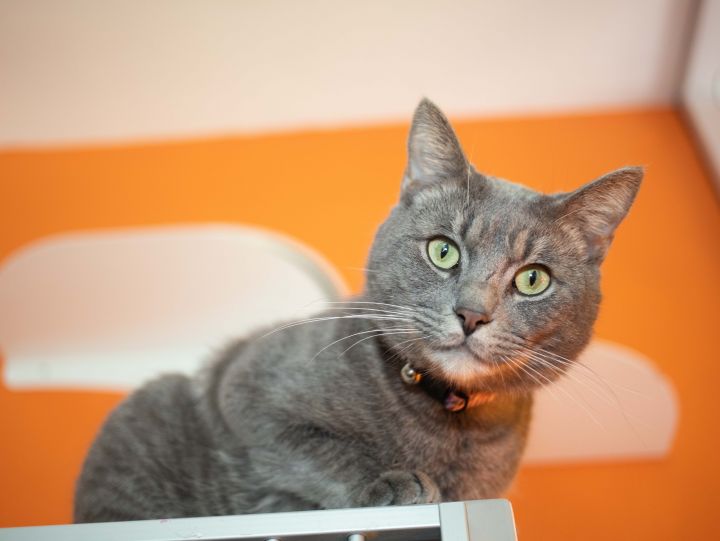 Major, an adoptable Domestic Short Hair & Tabby Mix in Los Angeles, CA_image-5