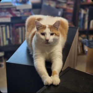 Finley, Adult Male unknown