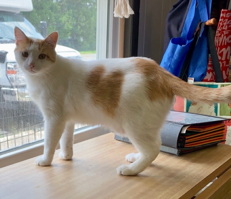 Finley, an adoptable Domestic Short Hair in Portland, IN, 47371 | Photo Image 3