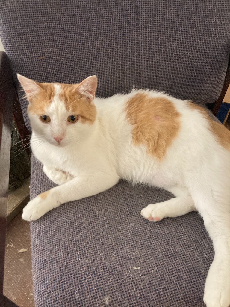 Finley, an adoptable Domestic Short Hair in Portland, IN, 47371 | Photo Image 5