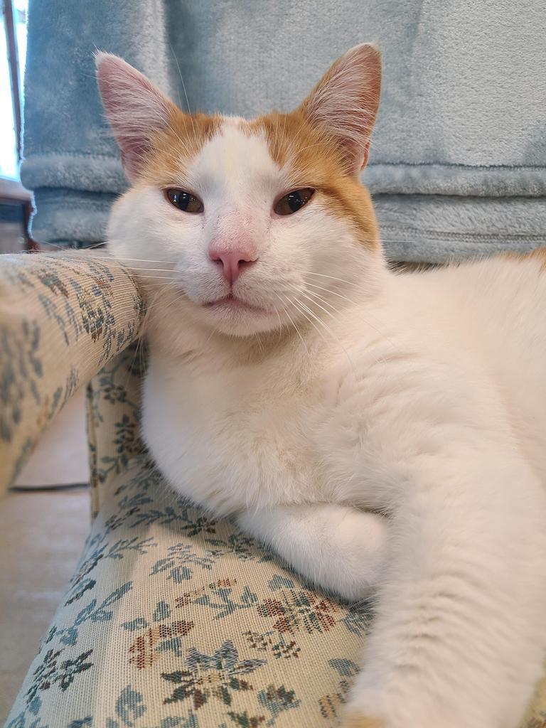 Finley, an adoptable Domestic Short Hair in Portland, IN, 47371 | Photo Image 5