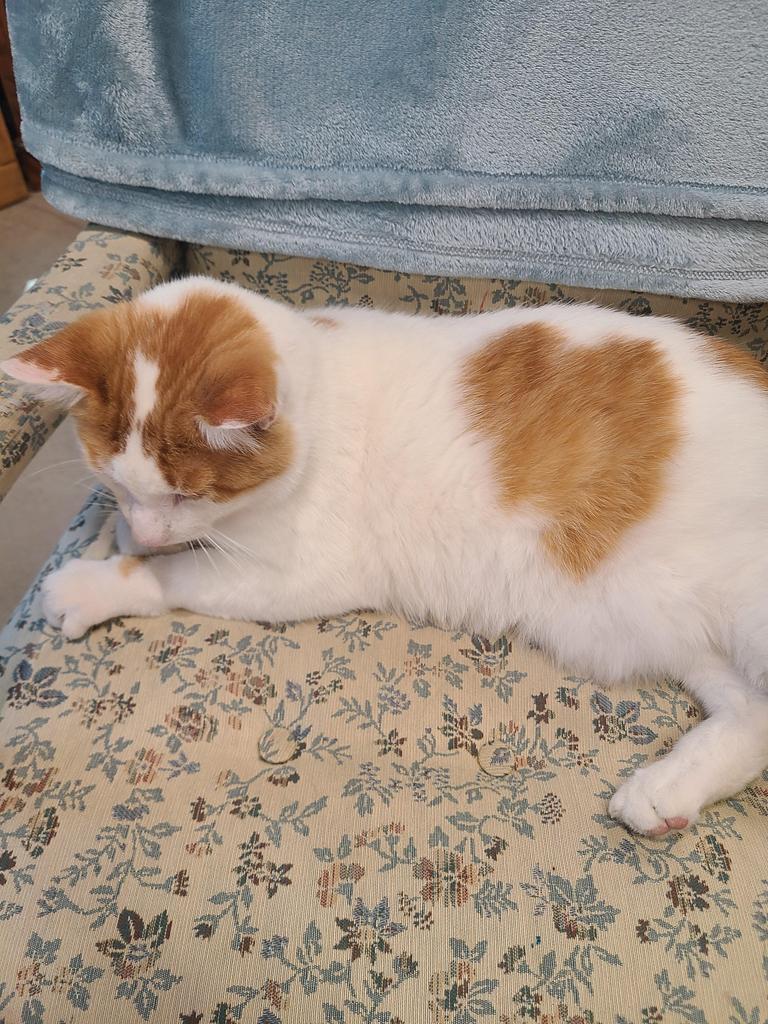 Finley, an adoptable Domestic Short Hair in Portland, IN, 47371 | Photo Image 6