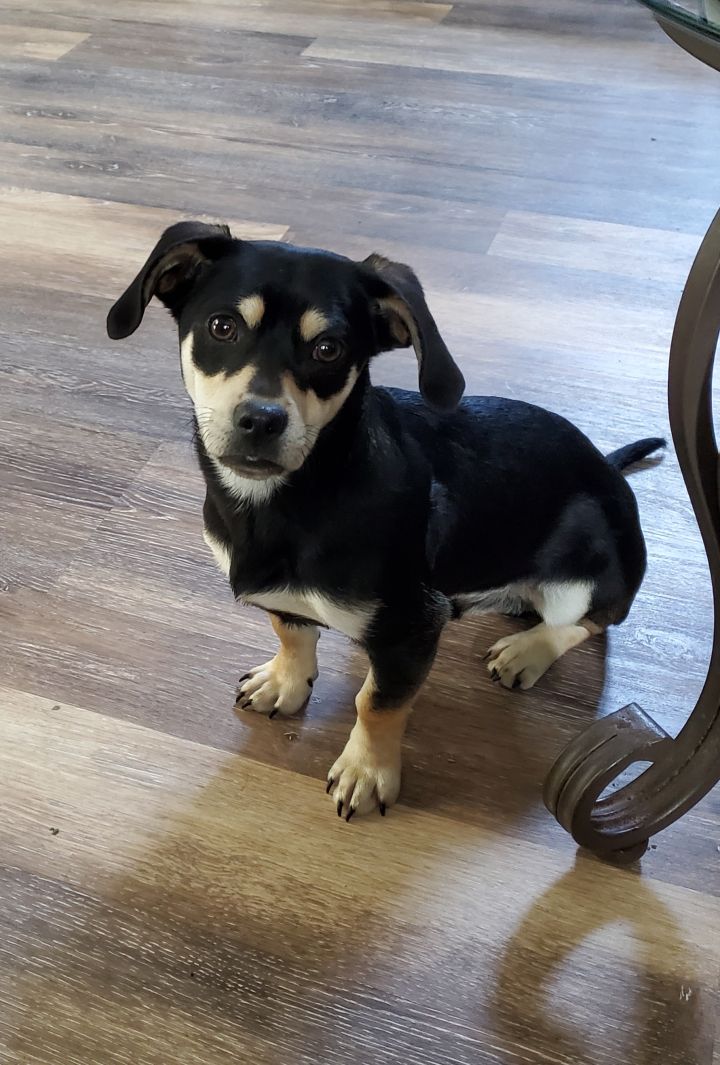 Dog For Adoption Joey A Beagle Chihuahua Mix In Highland Il Petfinder