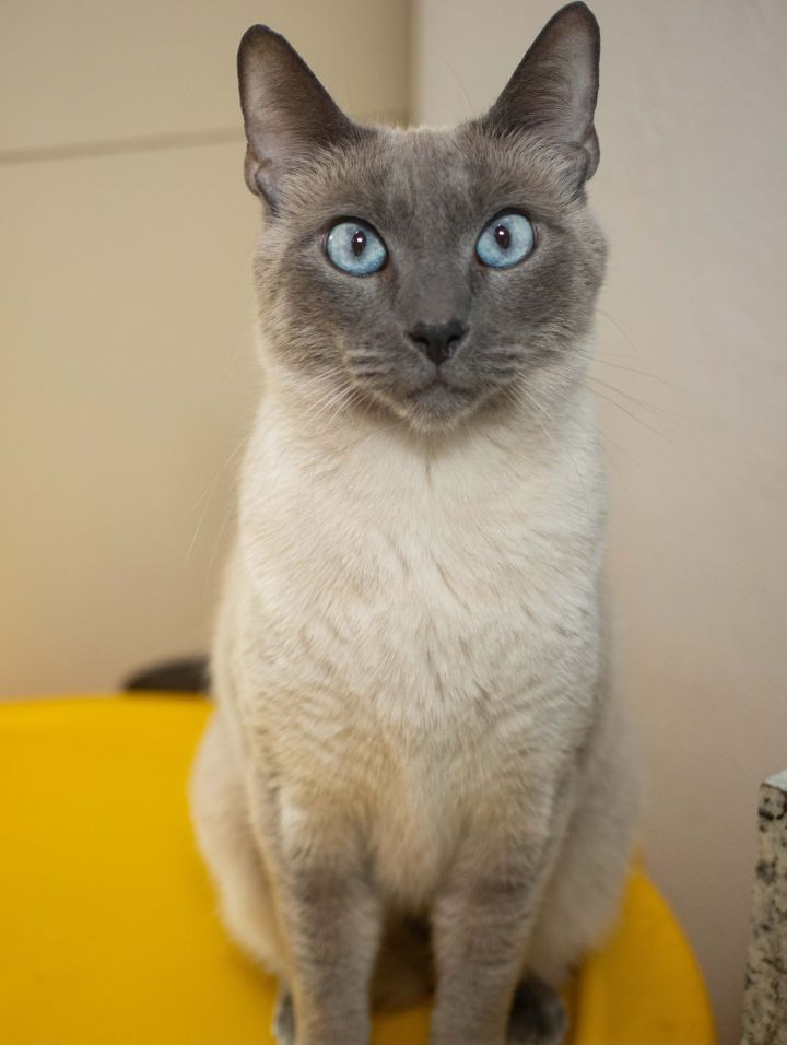 Mishka, an adoptable Tonkinese & Siamese Mix in Los Angeles, CA_image-2