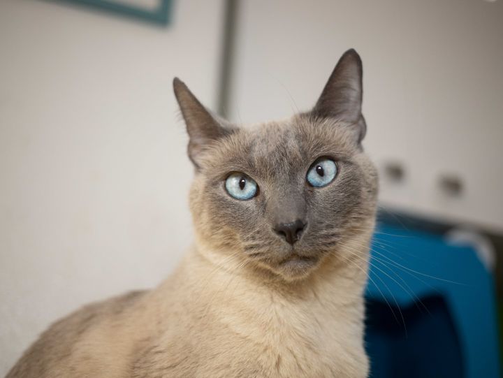 Mishka, an adoptable Tonkinese & Siamese Mix in Los Angeles, CA_image-3