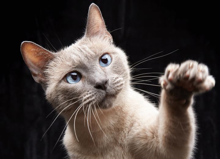 Mishka, an adoptable Tonkinese & Siamese Mix in Los Angeles, CA_image-1