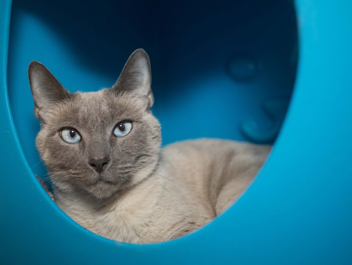 Mishka, an adoptable Tonkinese & Siamese Mix in Los Angeles, CA_image-5