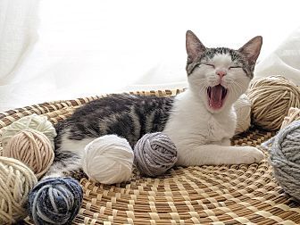 Poppet, an adoptable Domestic Short Hair in Ocala, FL, 34475 | Photo Image 1