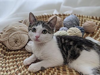 Poppet, an adoptable Domestic Short Hair in Ocala, FL, 34475 | Photo Image 2