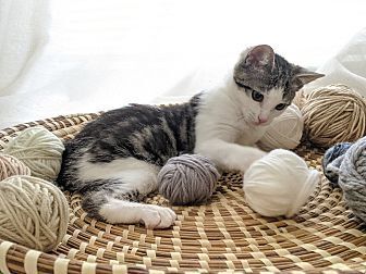 Poppet, an adoptable Domestic Short Hair in Ocala, FL, 34475 | Photo Image 3