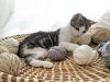 Poppet photo 3