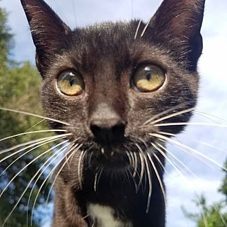 Cole, an adoptable Domestic Short Hair in Ocala, FL, 34475 | Photo Image 1