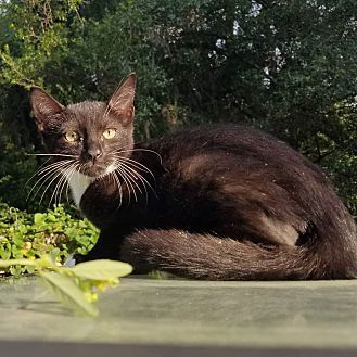 Cole, an adoptable Domestic Short Hair in Ocala, FL, 34475 | Photo Image 3