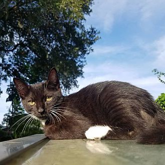 Cole, an adoptable Domestic Short Hair in Ocala, FL, 34475 | Photo Image 4