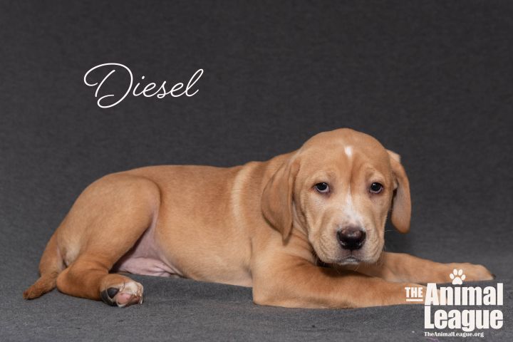 Diesel 3