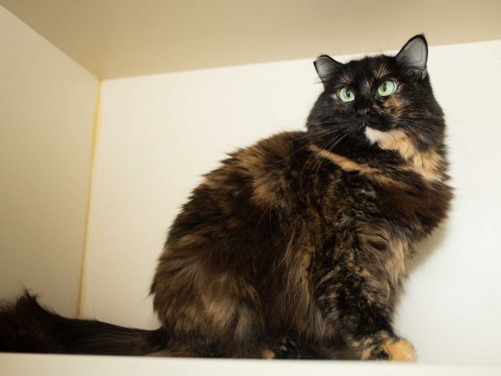Violet Chachki, an adoptable Tortoiseshell & Domestic Long Hair Mix in Los Angeles, CA_image-2