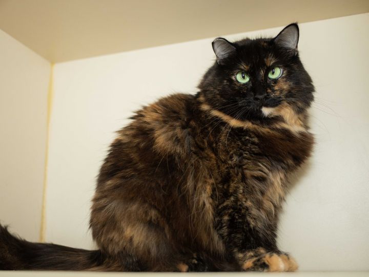 Cat for adoption - Violet Chachki, a Tortoiseshell & Domestic Long Hair Mix  in Los Angeles, CA | Petfinder