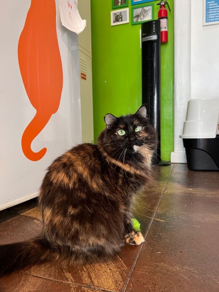 Violet Chachki, an adoptable Tortoiseshell & Domestic Long Hair Mix in Los Angeles, CA_image-1