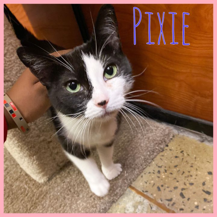 Pixie 1