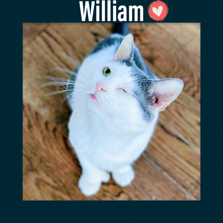 William(sburg) 5