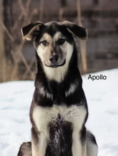 Apollo (Russian Pups)