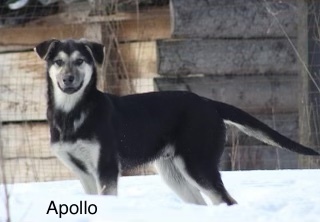 Apollo (Russian Pups) 2