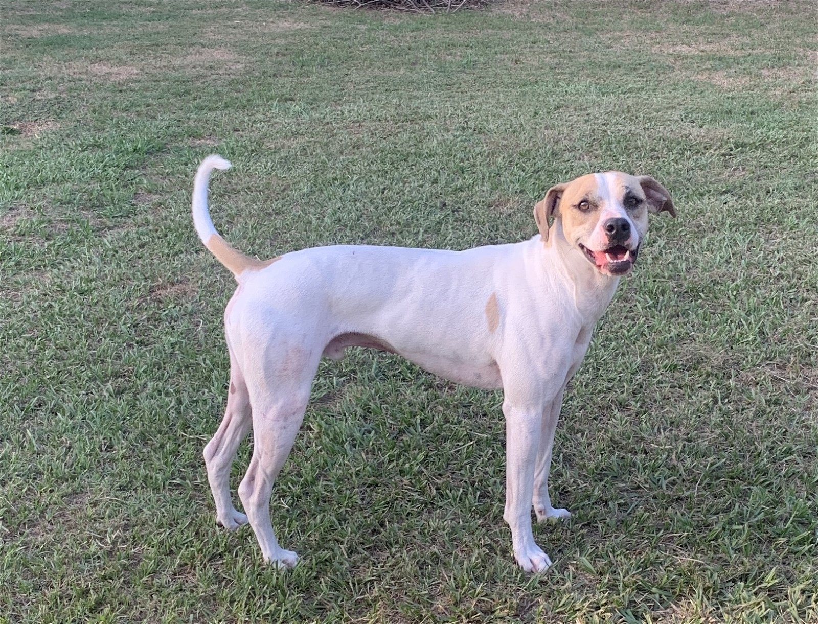 Arlo, an adoptable Australian Cattle Dog / Blue Heeler in Houston, TX, 77205 | Photo Image 3