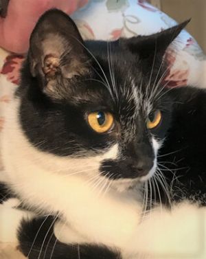 WREN - Gorgeous, Sweet, Cuddly, Gentle, 3-Year-Old, Tuxedo - Turkish Van Girl!