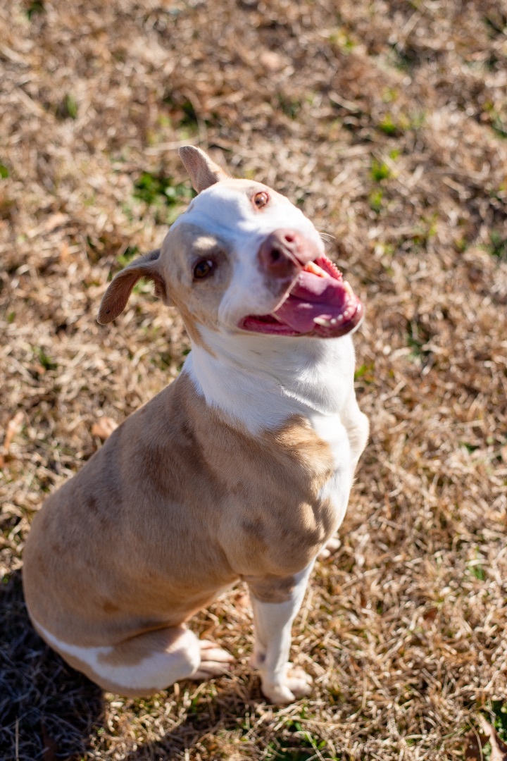 DOTTIE, an adoptable Pit Bull Terrier in Lancaster, SC, 29720 | Photo Image 3