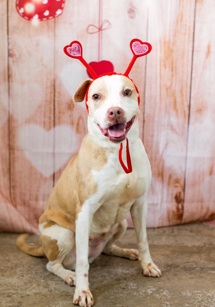DOTTIE, an adoptable Pit Bull Terrier in Lancaster, SC, 29720 | Photo Image 4