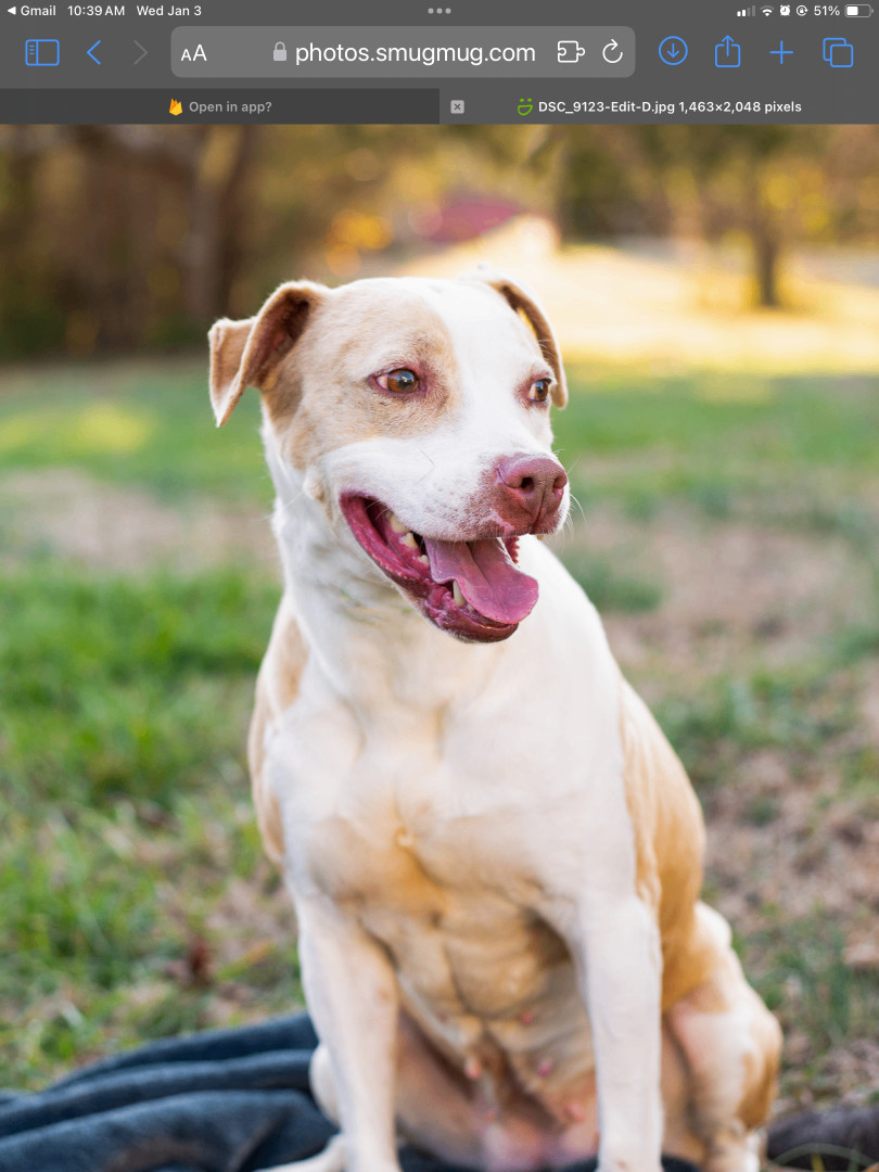 DOTTIE, an adoptable Pit Bull Terrier in Lancaster, SC, 29720 | Photo Image 5