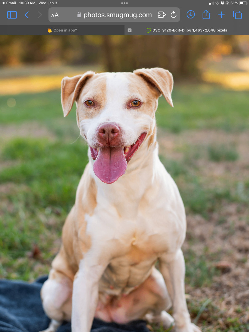 DOTTIE, an adoptable Pit Bull Terrier in Lancaster, SC, 29720 | Photo Image 6