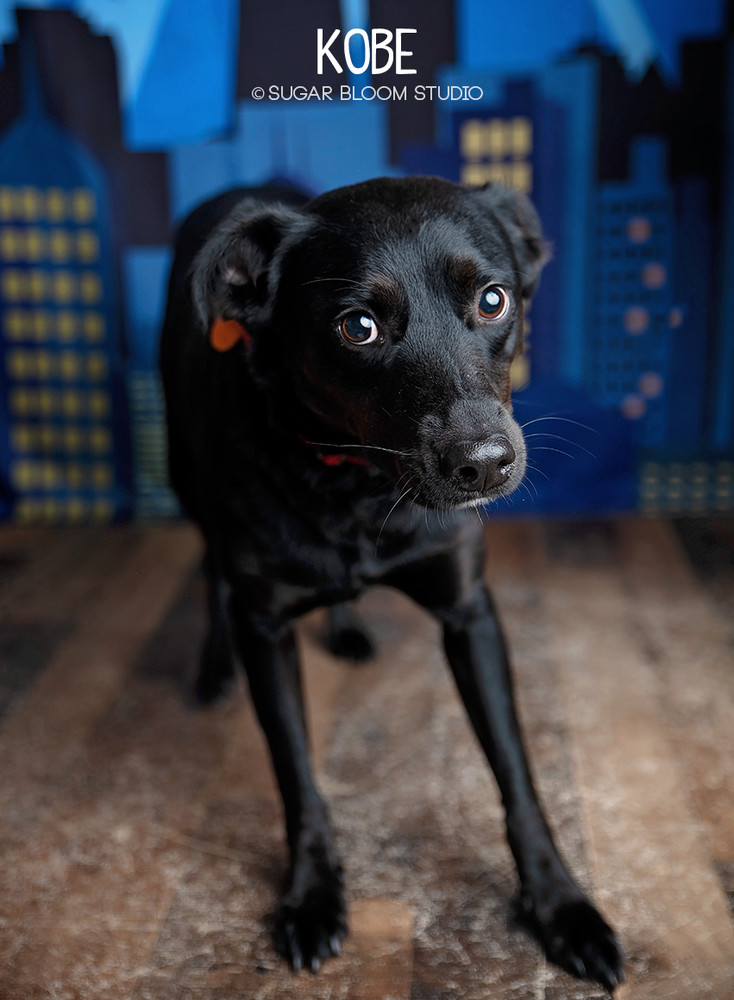 Kobe, an adoptable Flat-Coated Retriever in Littleton, CO, 80126 | Photo Image 1