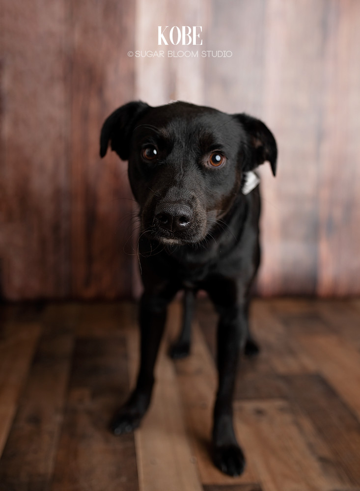 Kobe, an adoptable Flat-Coated Retriever in Littleton, CO, 80126 | Photo Image 3