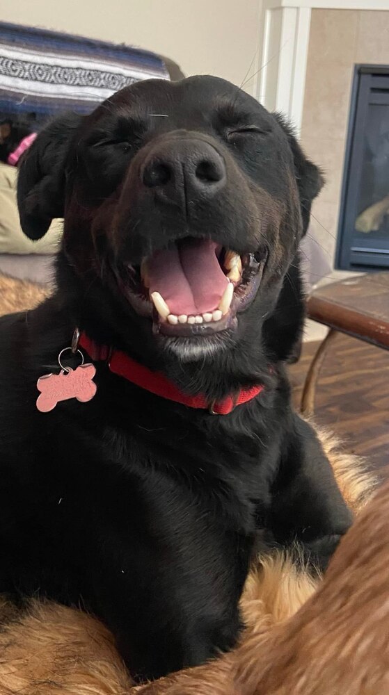 Kobe, an adoptable Flat-Coated Retriever in Littleton, CO, 80126 | Photo Image 4