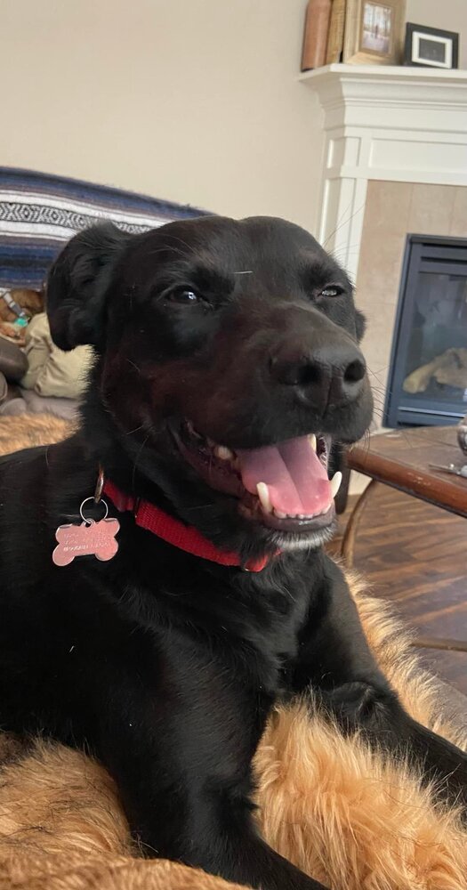 Kobe, an adoptable Flat-Coated Retriever in Littleton, CO, 80126 | Photo Image 5